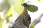 Noisy Miner (Manorina melanocephala)
